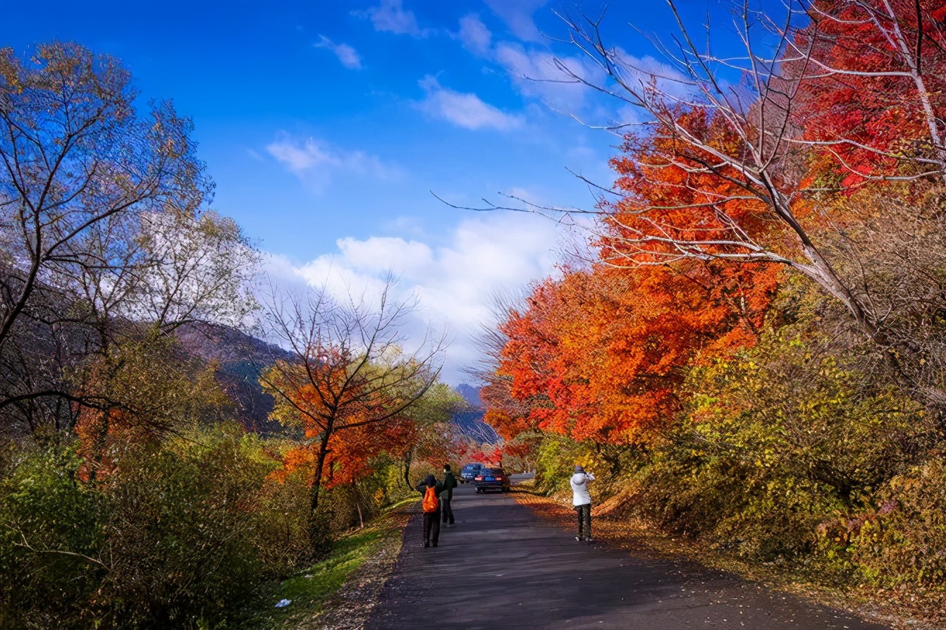 Missing these 14 maple viewing areas in November is equivalent to missing the entire autumn
