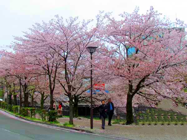 日本琦玉助威北京国安足球队亚冠赛（图）