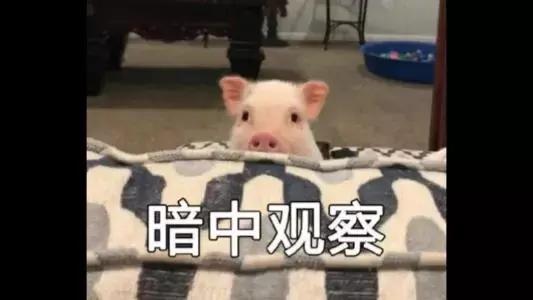 2020.5.28屠企调价剧烈，猪价进入混战模式，6月猪