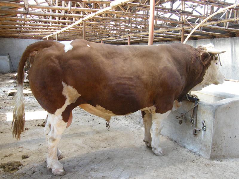 Just began to raise a cattle 2021, don't have late after all? Listen senior raise bovine door how to say