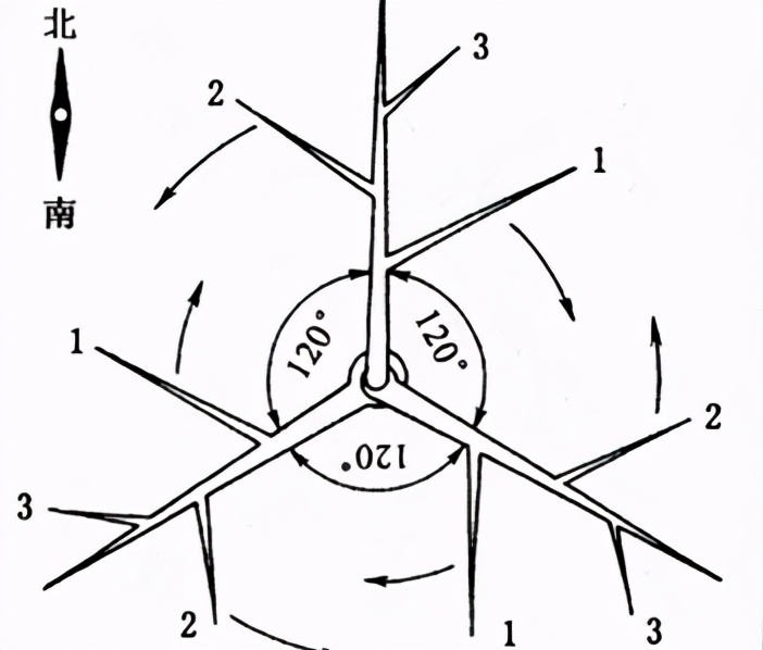 提高結果能力，增加果品質量！桃樹夏季控冠怎么做？修剪+用藥