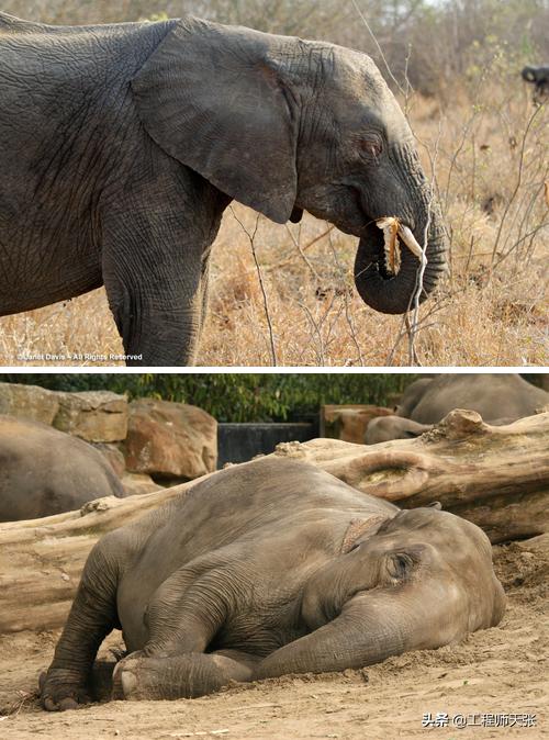 Does the elephant sleep standing up or lying down?The sleeping posture