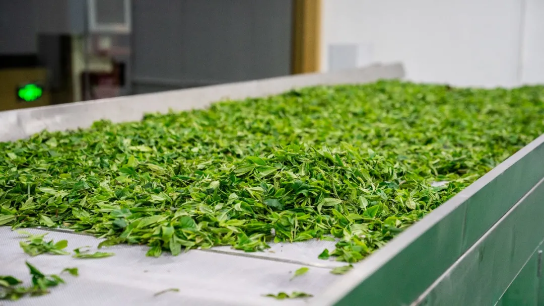 贺开古茶园春茶开采,隔着屏幕都能闻到茶香