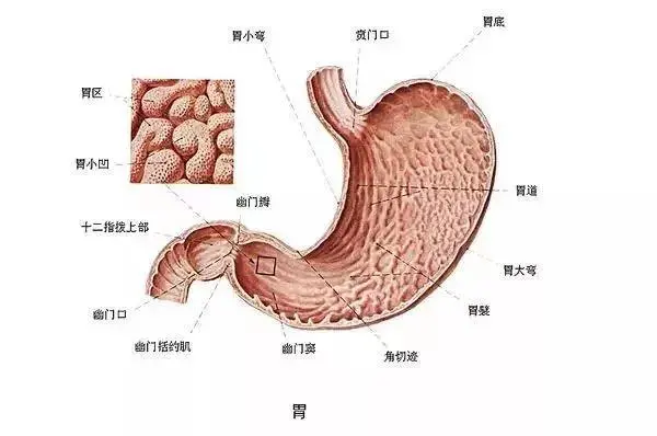 从胃炎到胃癌躲不过这6大习惯！阻击胃病这4招最护胃