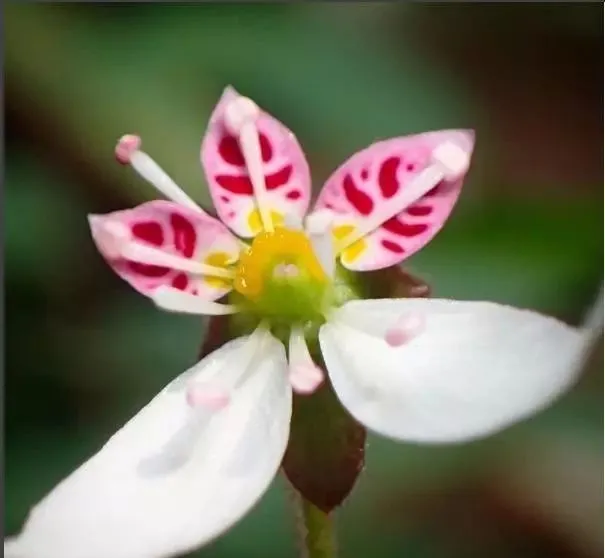 160種· 奇花異草，絕對有你沒見過的！ 「下部分」