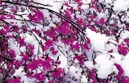 全國(guó)56個(gè)城市的市花，你是否全都了解？