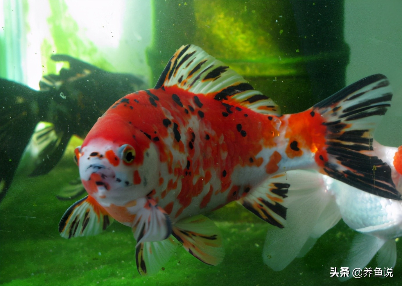 你知道嗎 草金魚和金魚不能混養 它們是不同魚類物種 別不聽勸 養魚說 Mdeditor