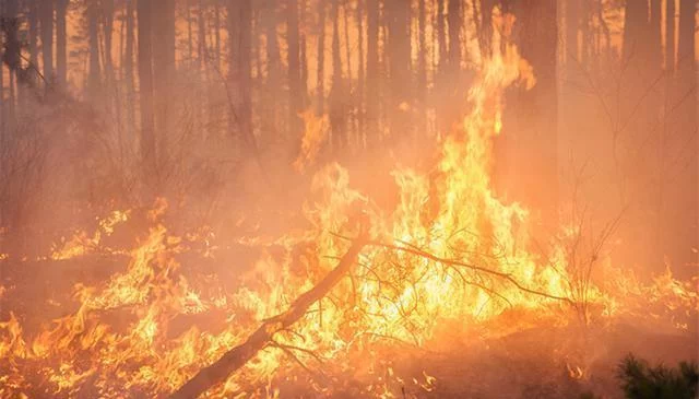 四川西昌发生森林火灾，当地组织千余人救援