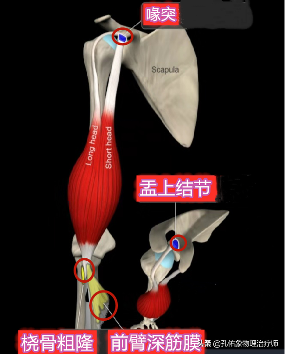 出现肩膀疼痛、活动困难就是肩周炎吗？医生辟谣，带您了解肩痛