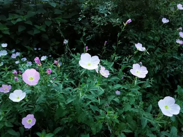 每日正能量—善良，是一朵开在心灵上的花