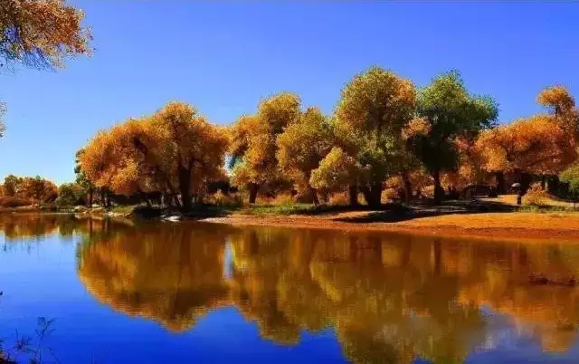 "I Love Populus euphratica"