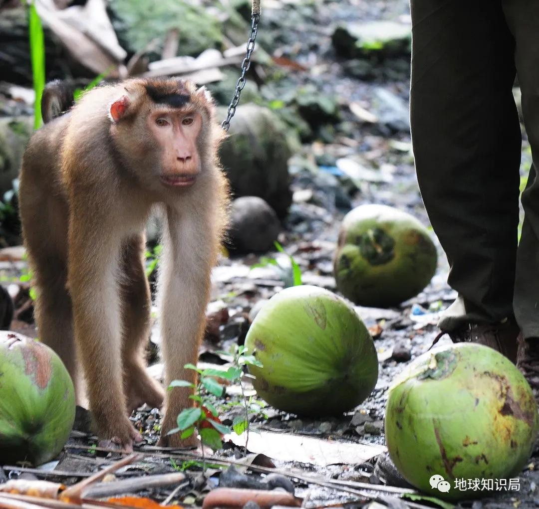 泰国猴子，有苦说不出 | 地球知识局
