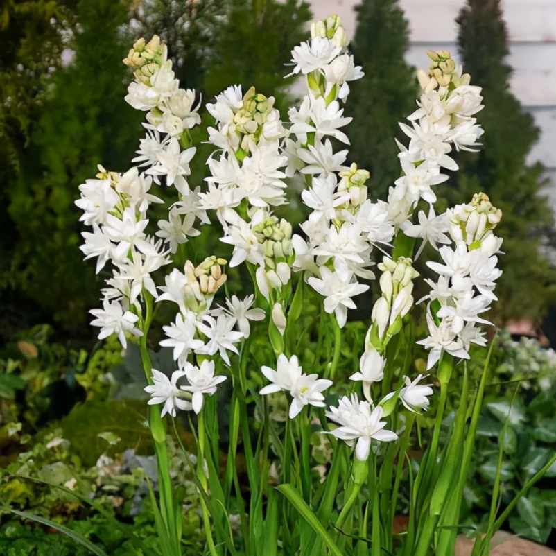 你拿香水噴過房間嗎？喜歡養花會種這2種花，開花香味比香水好聞