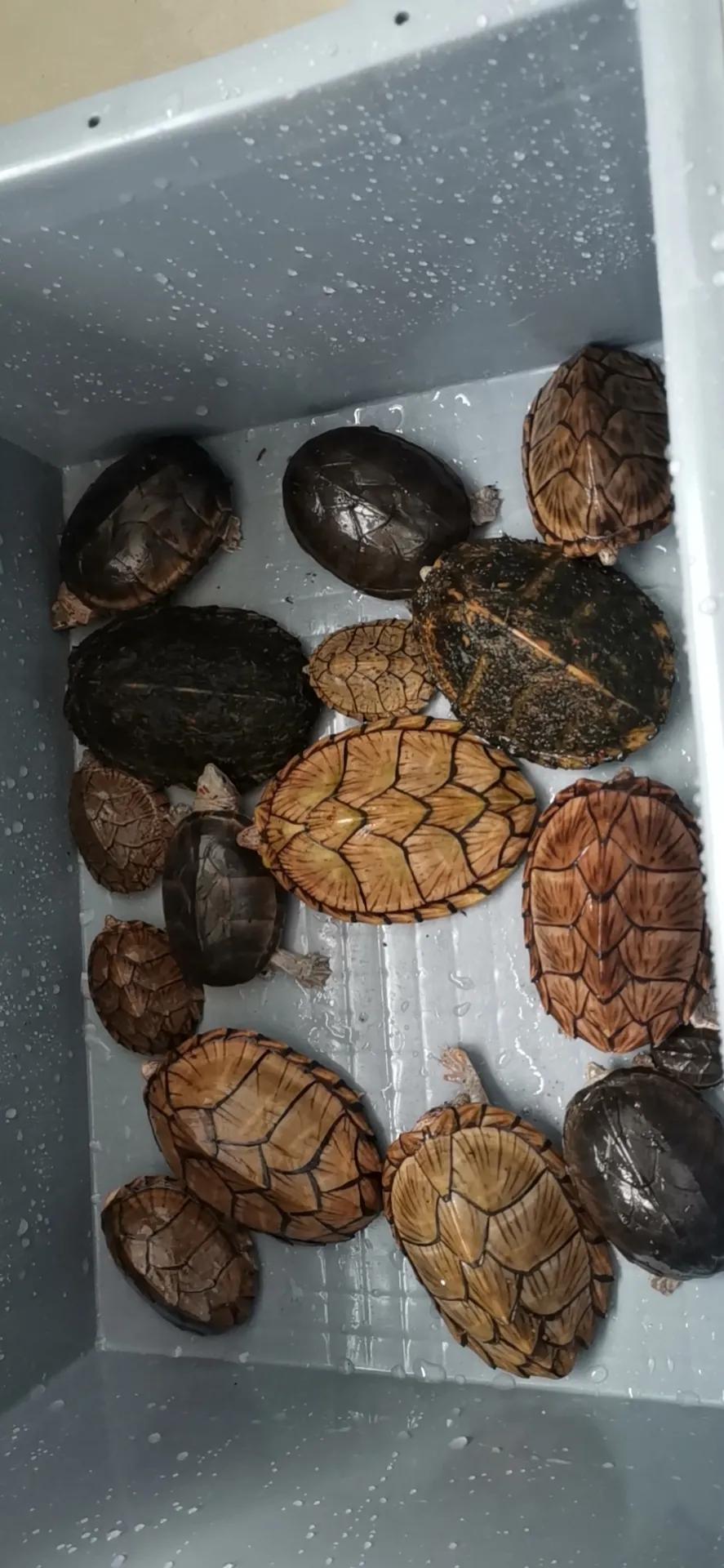 美洲蛋龜主力軍 刀背麝香龜 一隻小巴西 Mdeditor