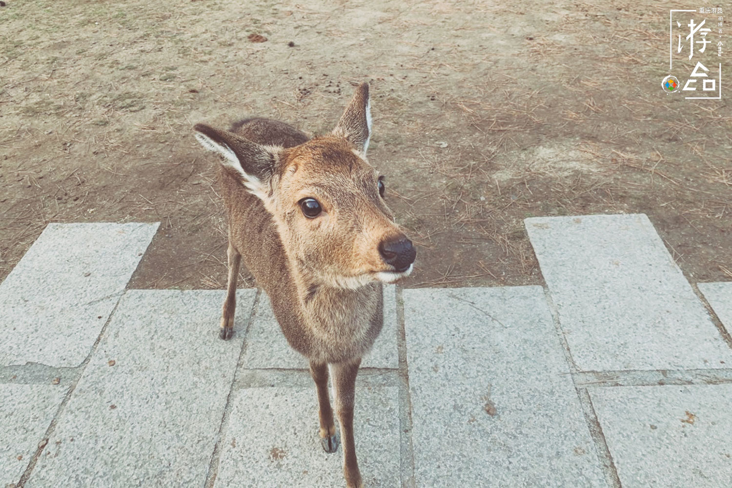 在日本奈良给小鹿当“饲养员”，饲料200日元一份，还必须说英文