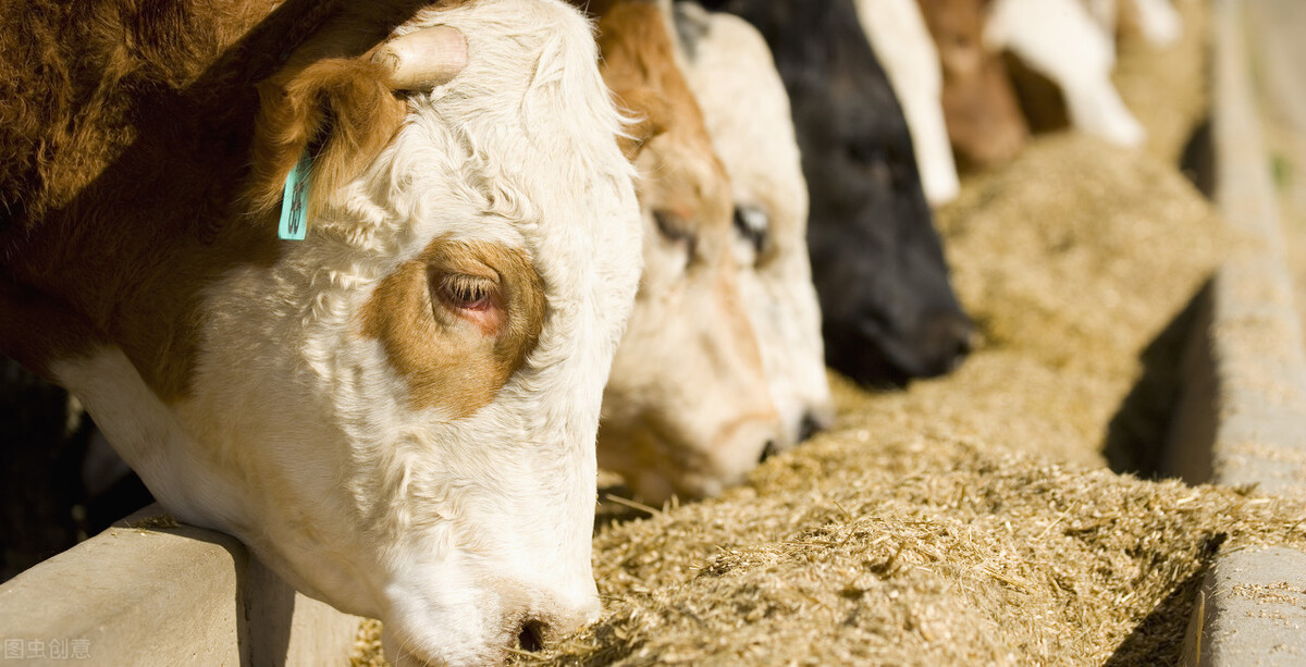 养牛户注意：秋季牛呼吸道疾病要及早预防