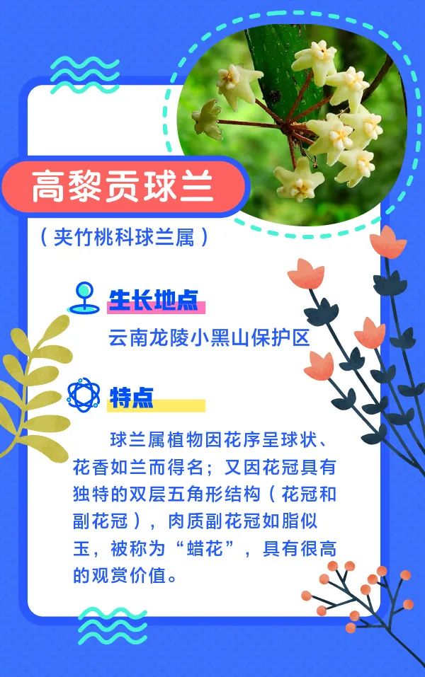 誰還不是個“小可愛”！這些動植物新物種你見過嗎？