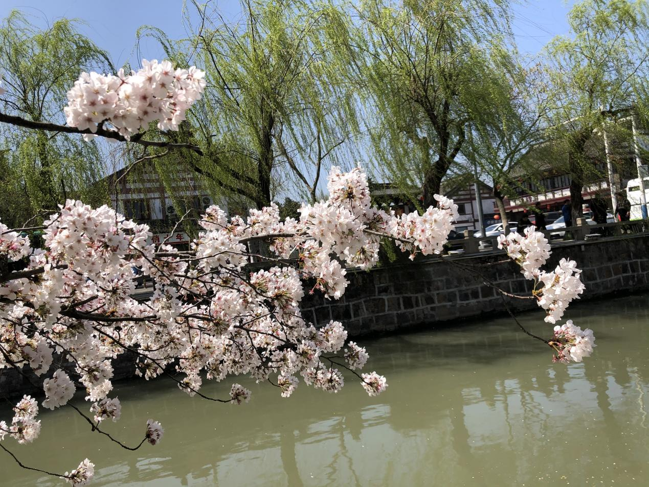 活动回顾｜春来常熟，花开虞城，这个春天一定要来赏花呀