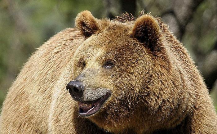 这对夫妇收留棕熊26年，棕熊无以为报，生个儿子