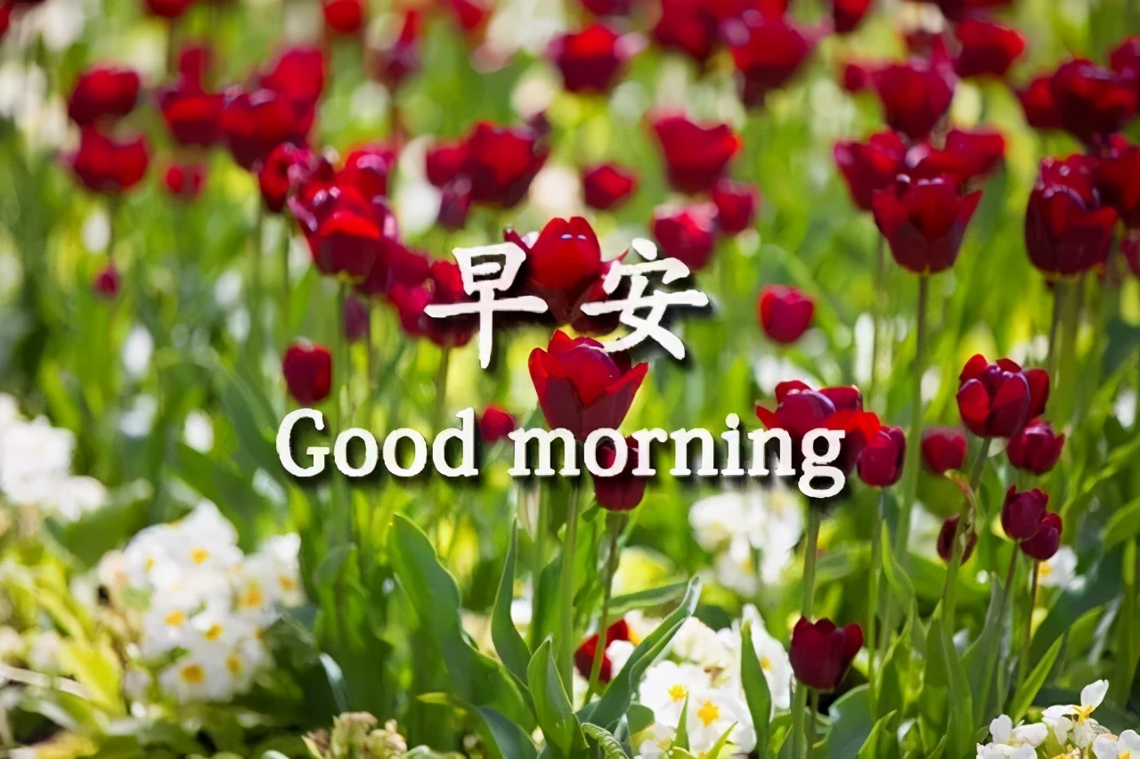 早上好问候语动态表情图文字，微信新的漂亮祝福语图片图片