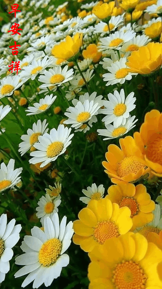 早上好动态图片带字和鲜花 早上好图片大全图片