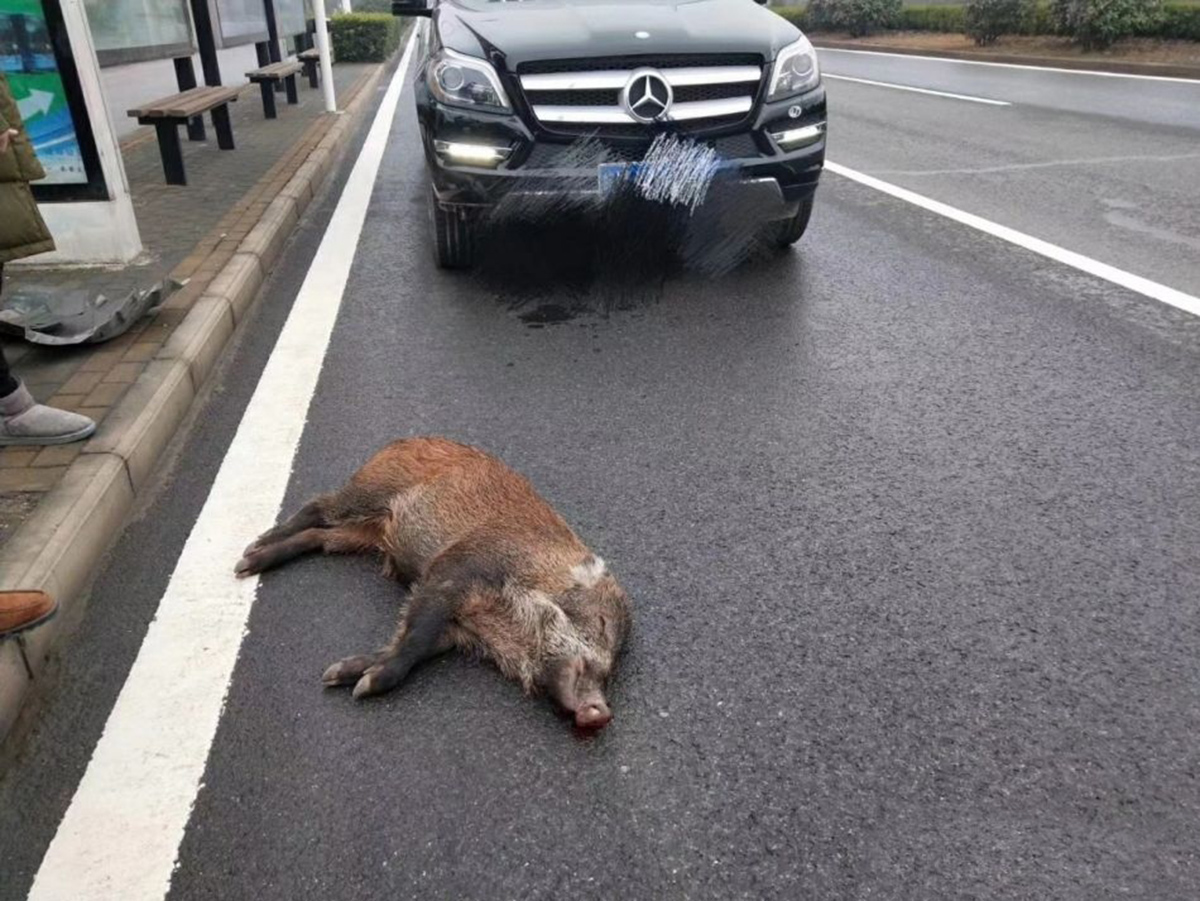 开车时遇到动物怎么办(为什么开车忌讳撞动物)