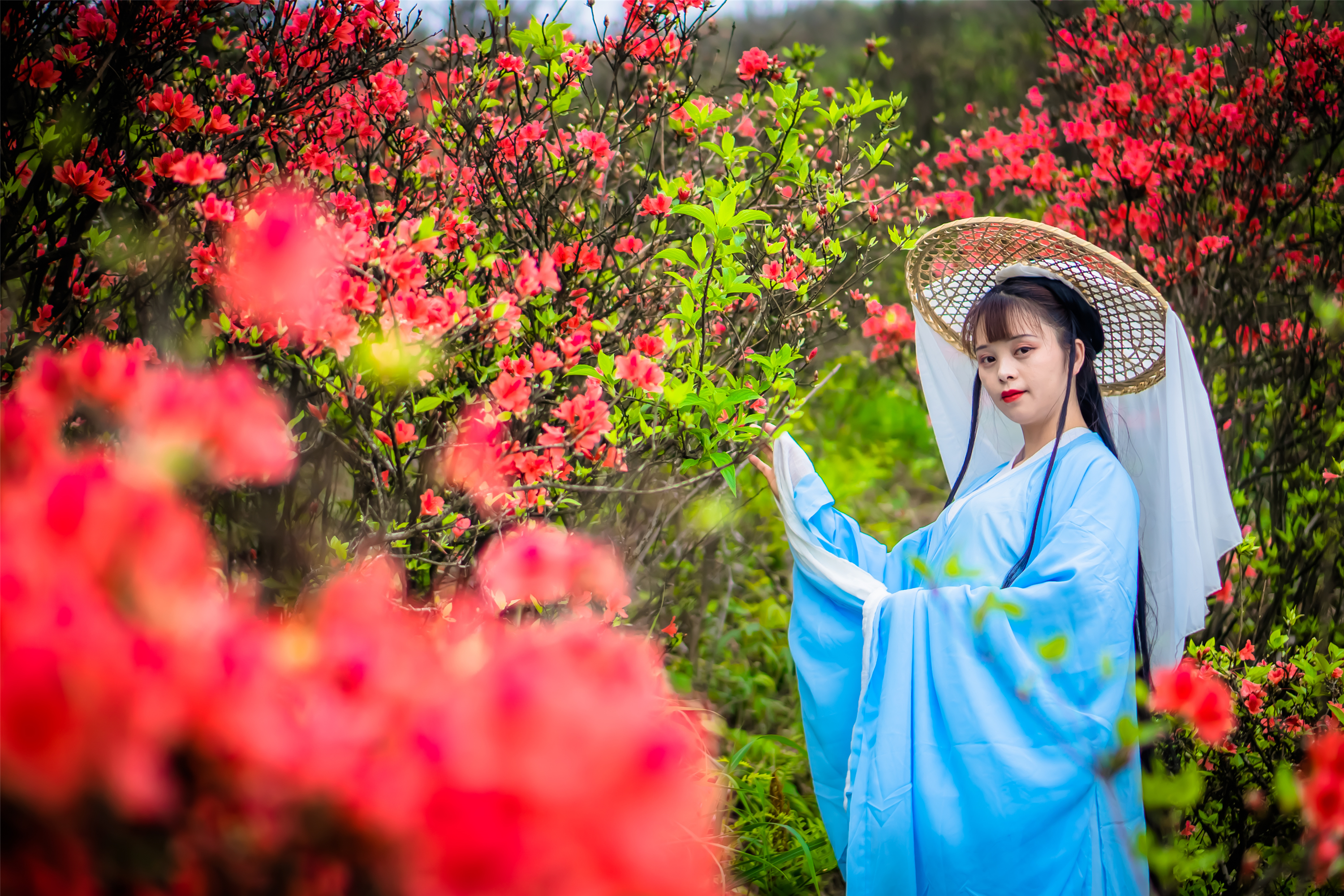 廣東風景旖旎的賞花地 高山杜鵑花海盛放 位於三省交界處 粵來越好玩 Mdeditor