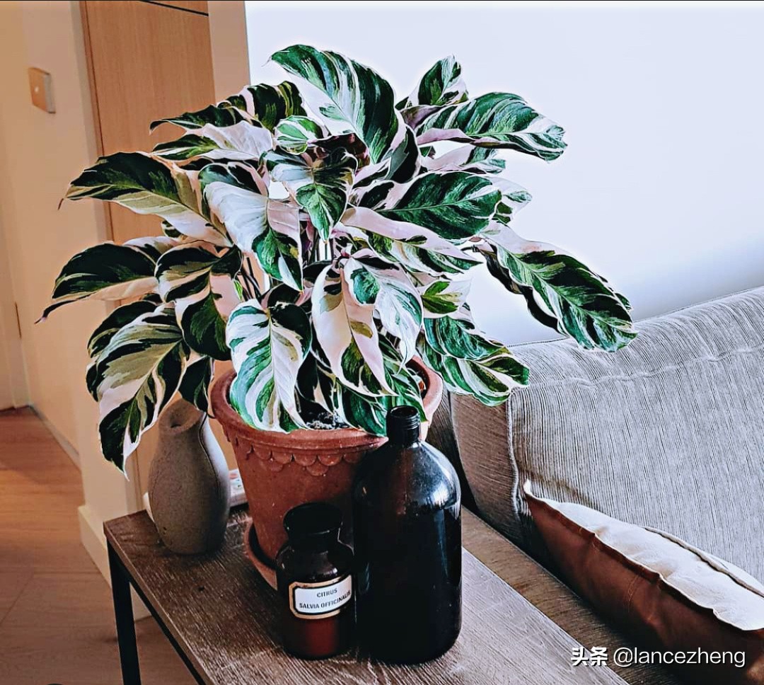 油画竹芋怎么养都焦边 快来看看问题出在哪里 资讯咖