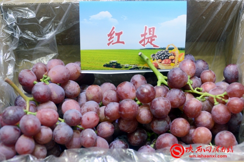 豐收合陽•最美秋色 合陽召開扶貧農(nóng)產(chǎn)品產(chǎn)銷對(duì)接會(huì)（組圖）