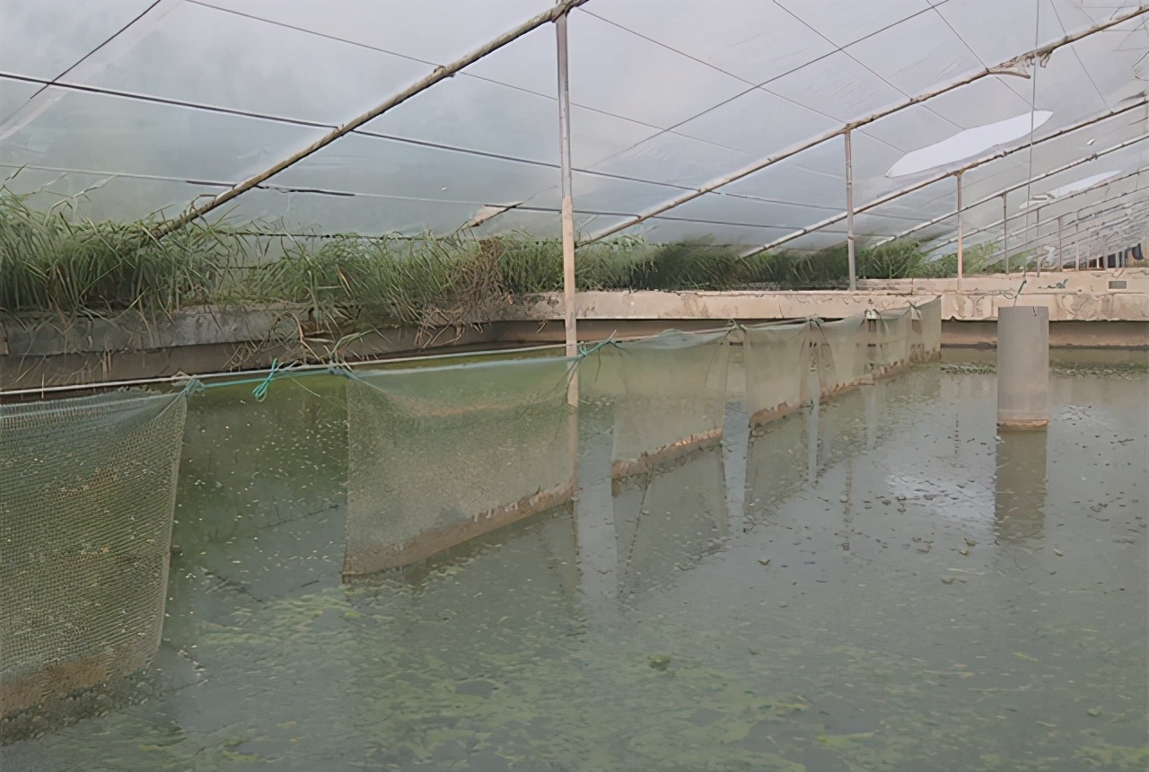 温室大棚加野外池塘的养鳖养殖模式