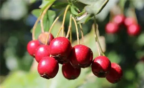 甜食並非糖尿病�禍根�？ 3種不甜的食物建議少碰，看看有什麼？