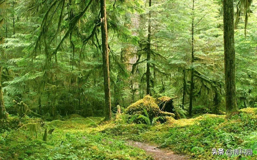 古老的森林能够抵抗气候变化？但是人类，你可以吗？