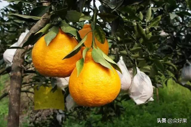 2021/2022年柑橘行情预估：反弹无望，或将继续保持理性