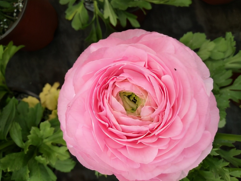 The flowers are very similar to peony flowers, also known as foreign