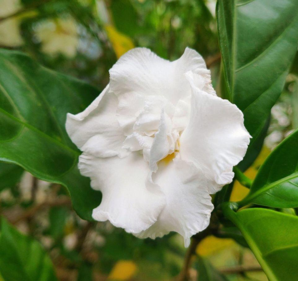 這種花名字雖土 開花卻很美 像極了茉莉花 養花大全 Mdeditor