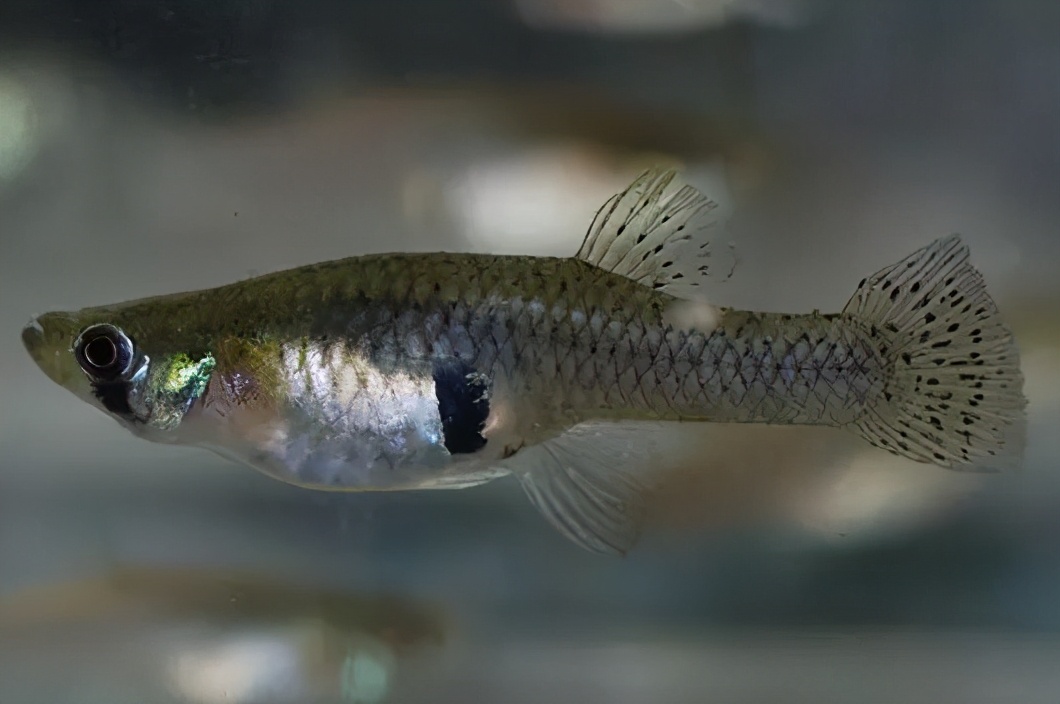 食蚊鱼和青鳉的区别食蚊鱼是不折不扣的外来入侵物种青鳉则濒临灭绝