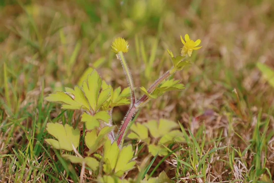 带上五官到校园里寻找春天——成都市华中附小大自然的语文课