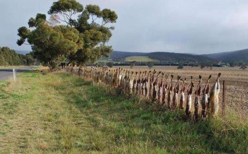 兔子泛滥成灾危害全国，数量100亿澳军也没招，