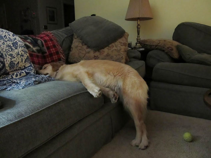 狗狗20張「放飛自我」的睡姿，越看越忍不住，真是笑死人