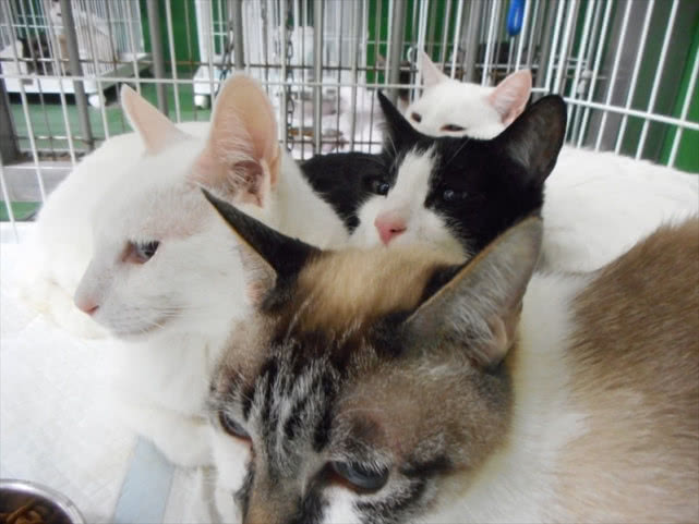 猫咪集中营？日本一户民居挤满238只猫，骨瘦如