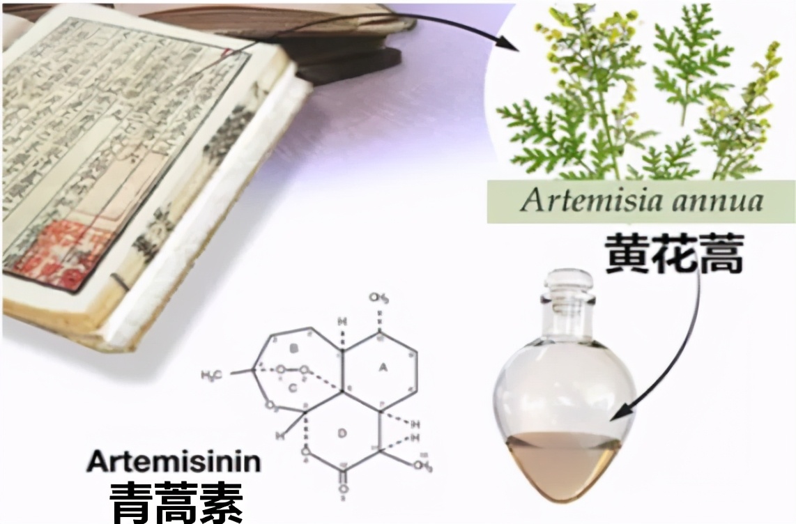 青蒿素——中医药献给世界的礼物