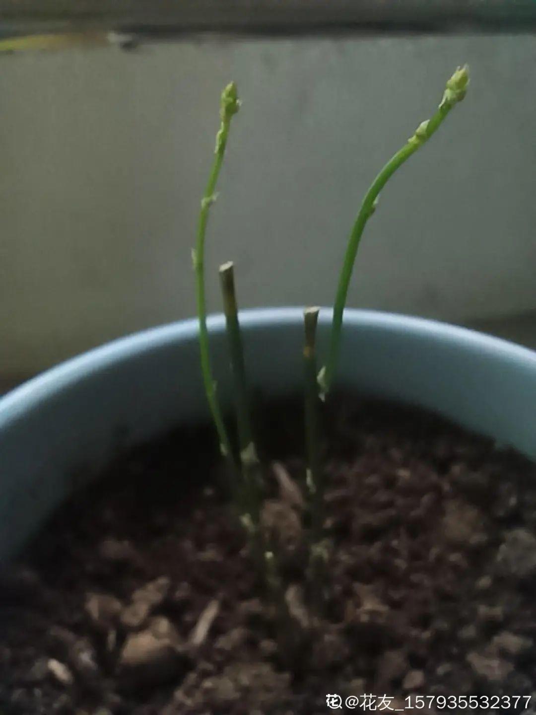 春天不能晒的花，越晒越丑，放阴凉地儿，反倒