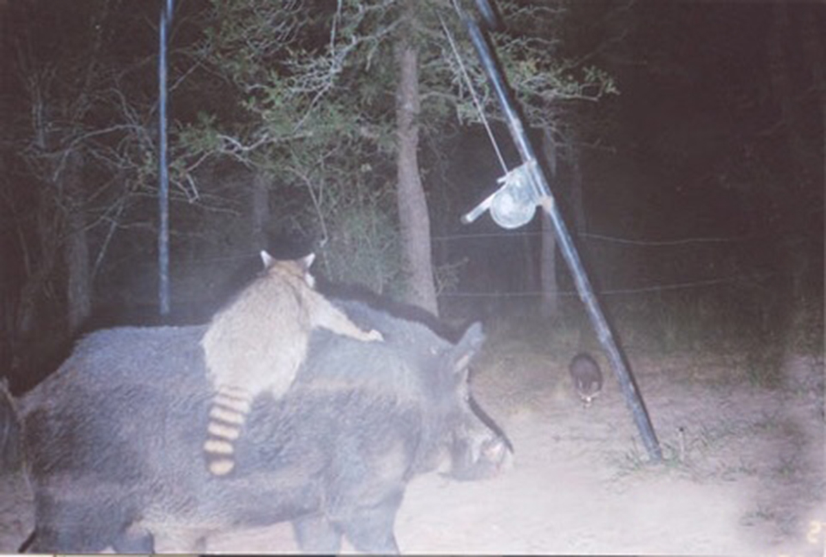 一浣顶十哈：拆墙、偷吃、打狗的浣熊已成为北美最不受待见的动物