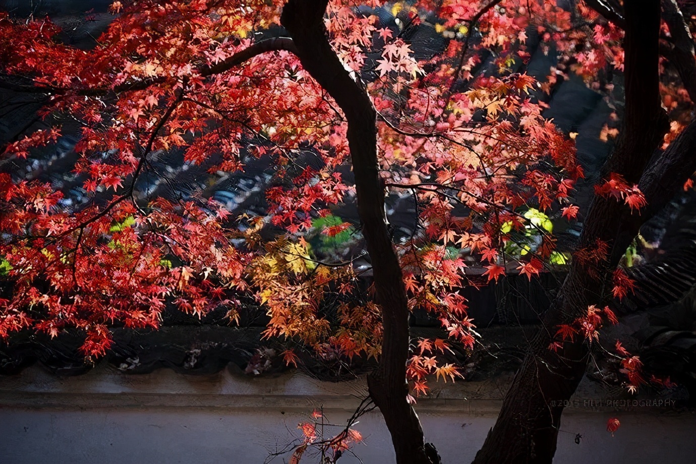 Missing these 14 maple viewing areas in November is equivalent to missing the entire autumn