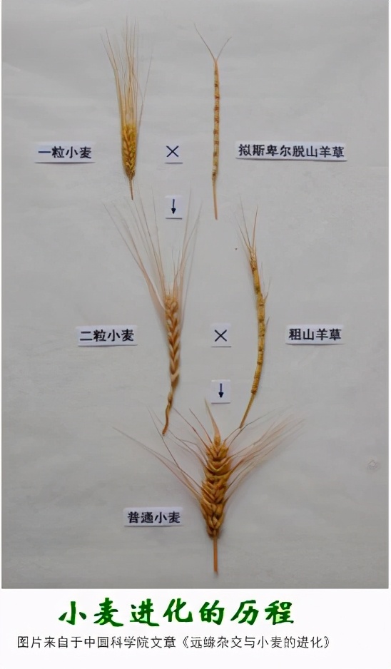 重樓百合：擁有1500億個堿基對，細胞中DNA長90米，是人類的50倍