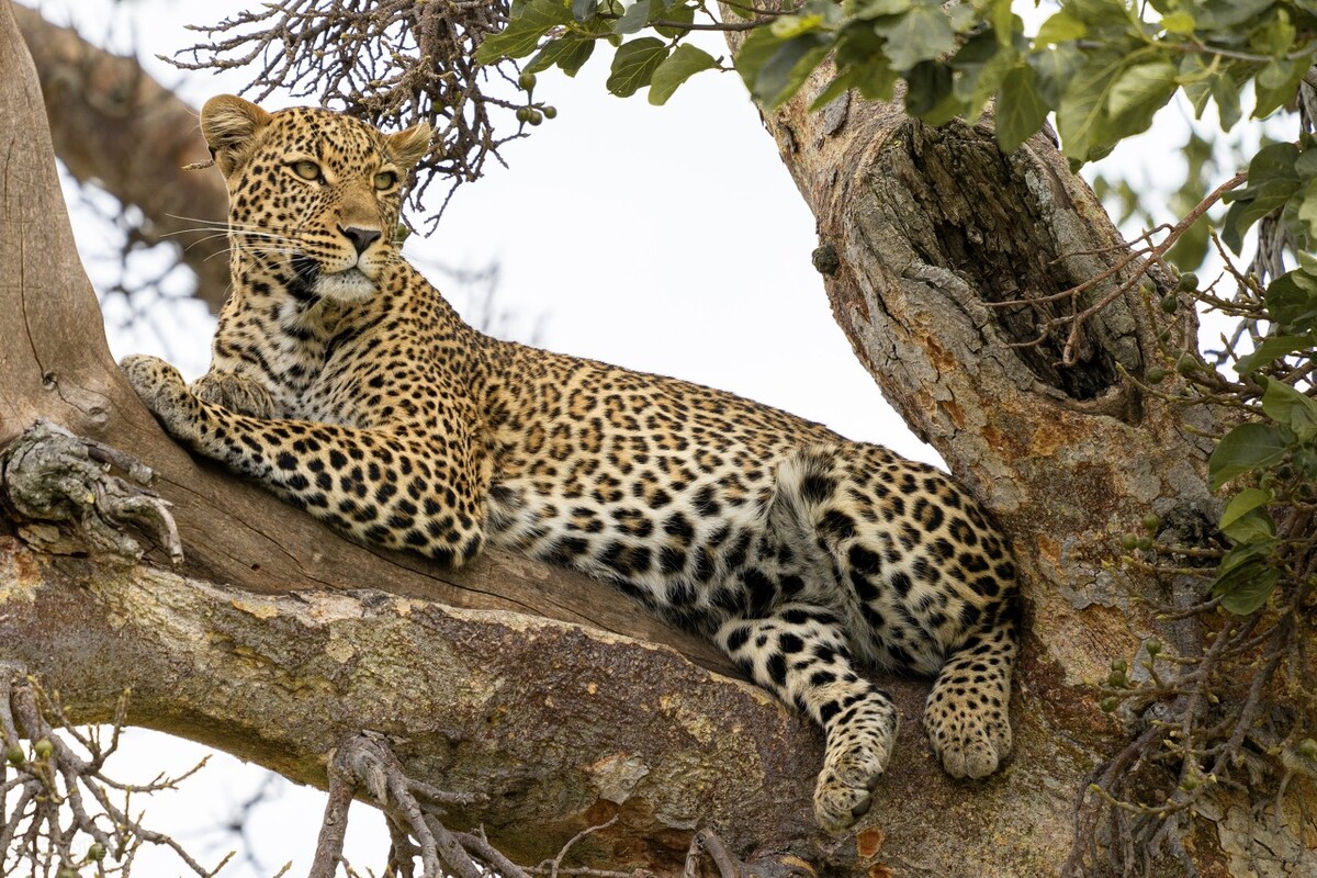 平頭哥終於認慫了！這個動物是它最大的天敵，遇見隻有送“獾”頭