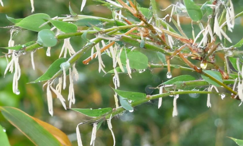 What Does The Saying bamboo Bloom Move Quickly Mean Why Does Bamboo Bloom In 60 Years IMedia