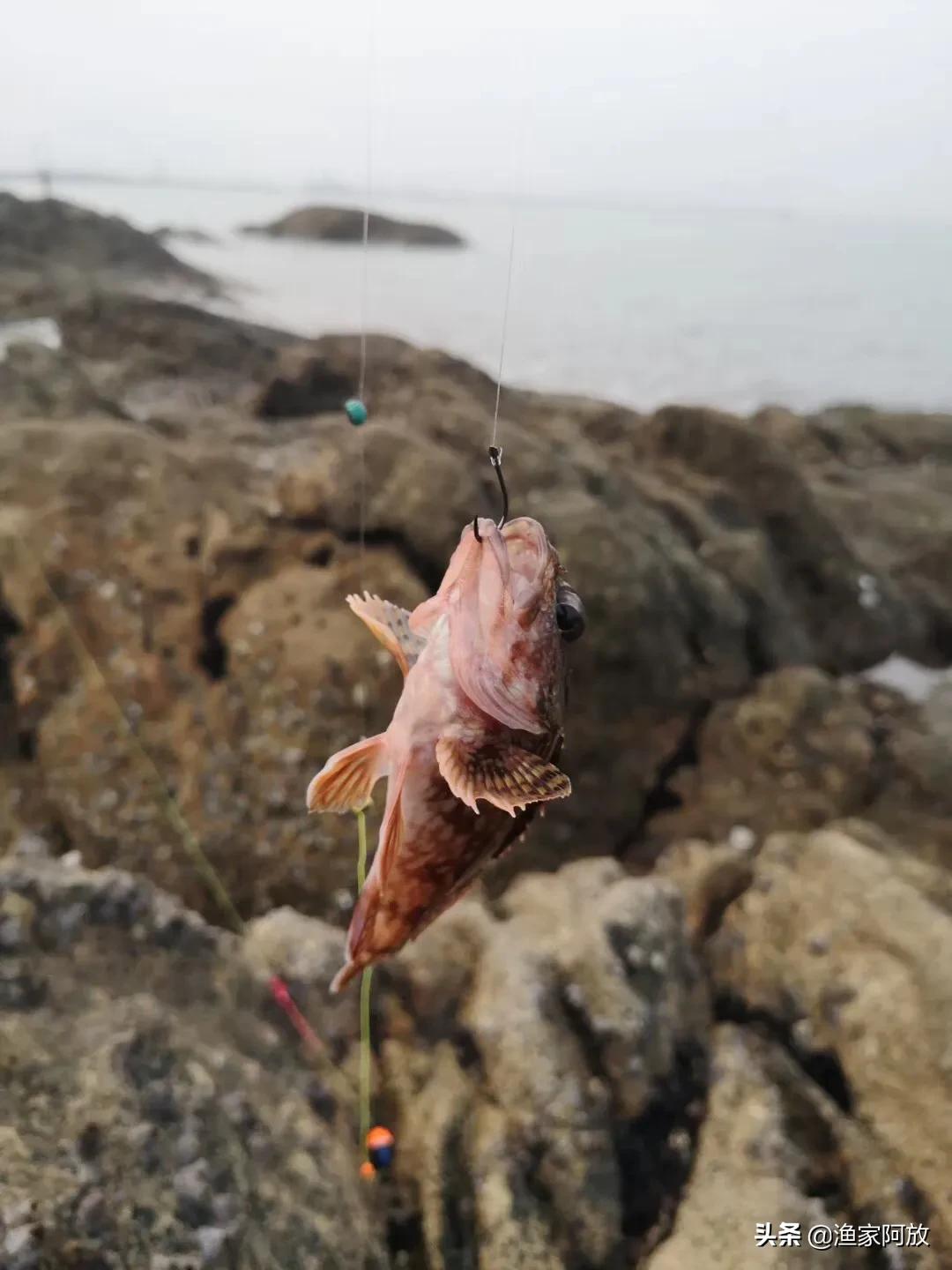 夏天大潮日，是岸釣石九公魚黃金時間 - 資訊咖