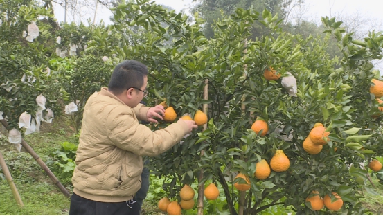 云南省威信县：小小柑橘开辟致富新道路