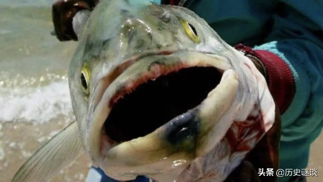 二战后，被美军用核弹头炸了67次的马绍尔群岛，